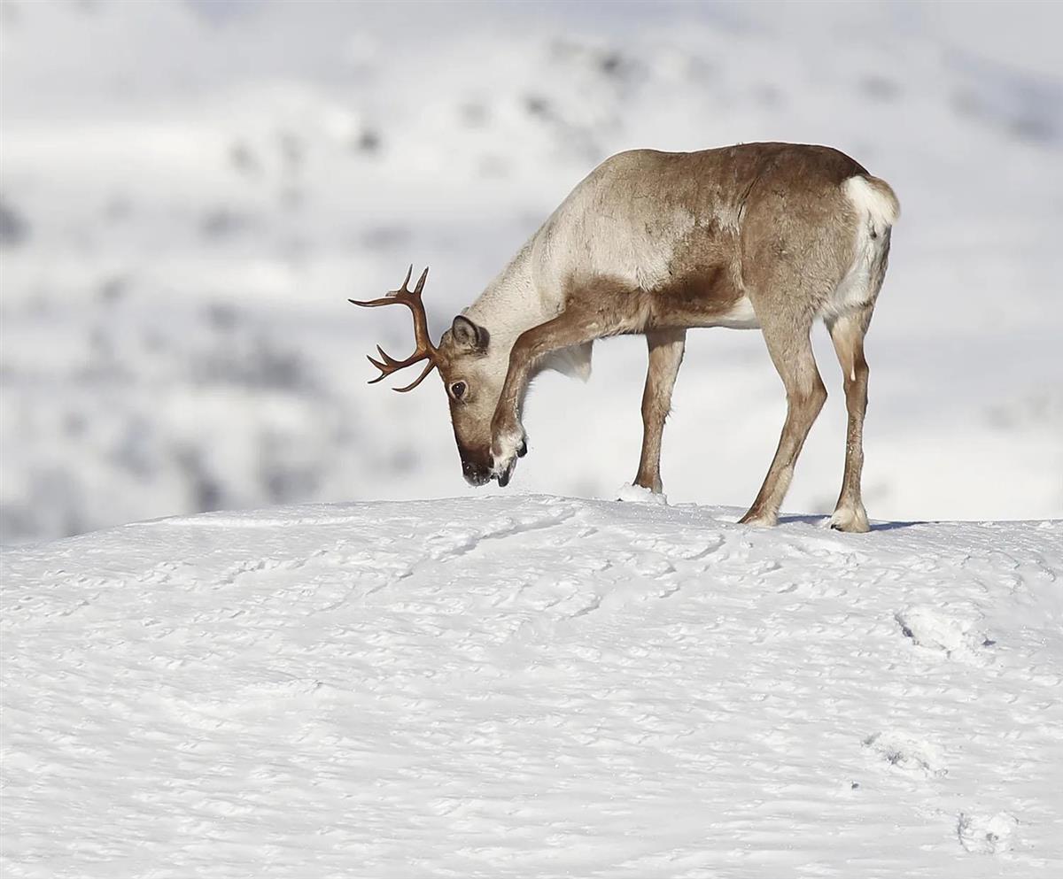 Villrein i snøkledd natur - Klikk for stort bilete